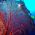 seafan_sr_v_0705_png0222.jpg